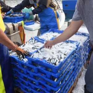 FRESH FISH
