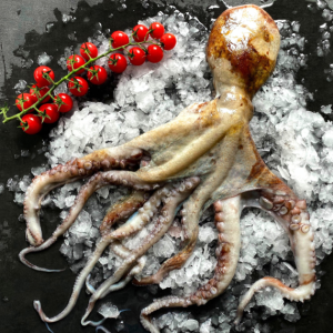 CEPHALOPODS