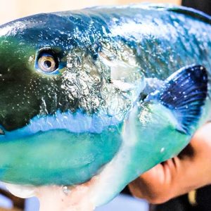 BLUE FISH